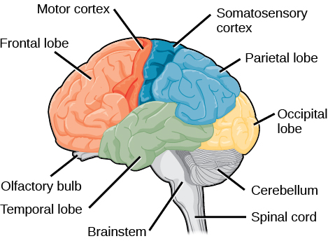 Cerebral Cortex